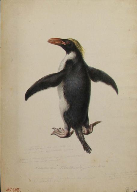 Михайлов П.Н. Хохлатый пингвин. 1819